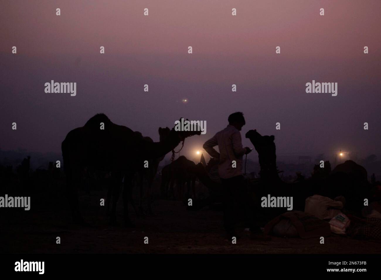 An Indian camel herder checks his mobile phone as he stands among camels during the annual cattle fair in Pushkar, in the western state of Rajasthan, India, Monday, Nov. 11, 2013. Pushkar, located on the banks of Pushkar Lake, is a popular Hindu pilgrimage spot that is also frequented by foreign tourists who come to the town for the annual cattle fair and camel races. (AP Photo/Ajit Solanki) Stockfoto