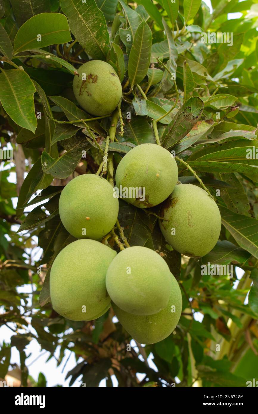 Frische grüne Mangos auf einem Mangobaum. Junge Mango. Stockfoto