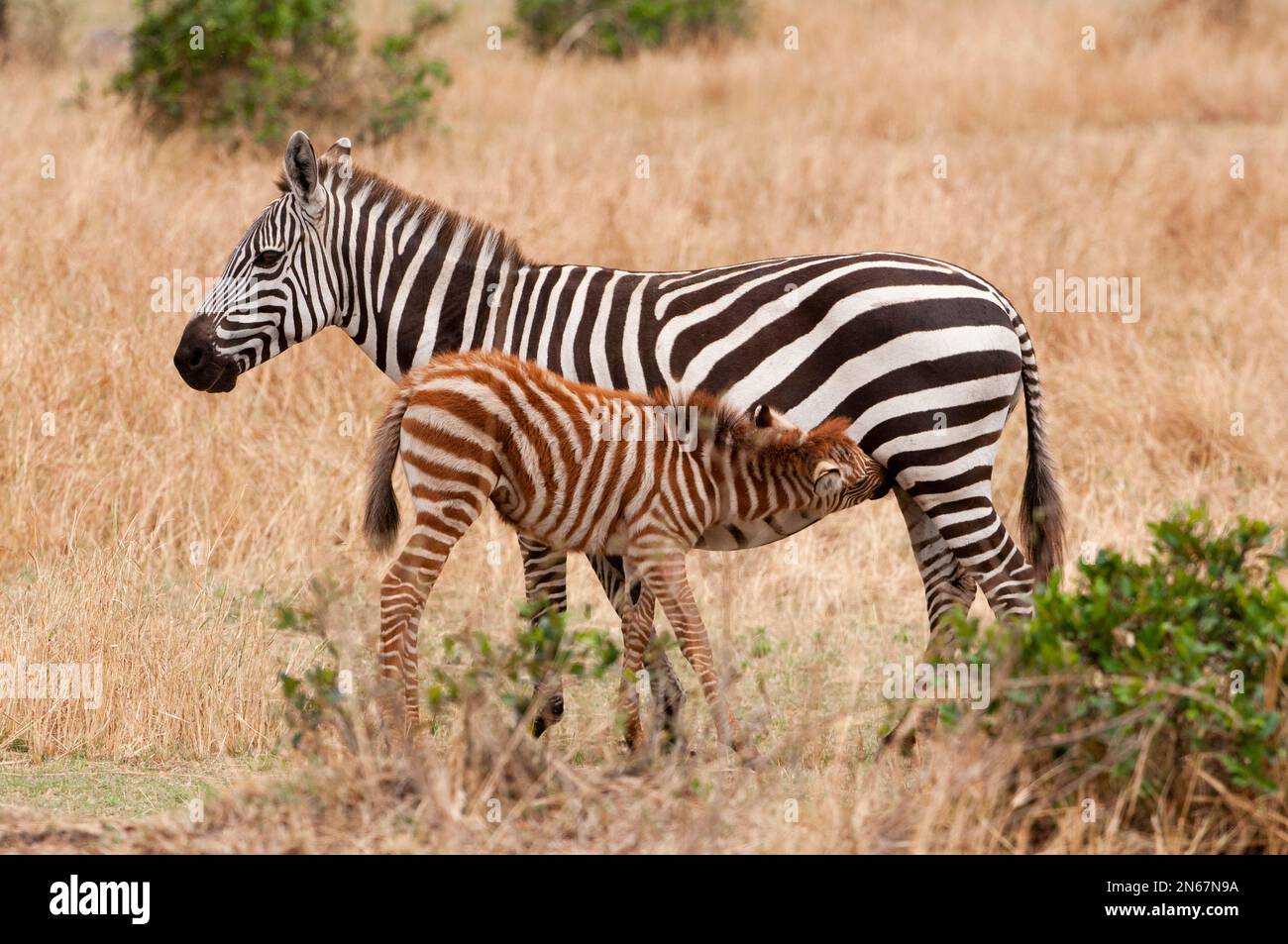Mutter Zebra und Fohlen, Serengeti-Nationalpark Tansania. Stockfoto