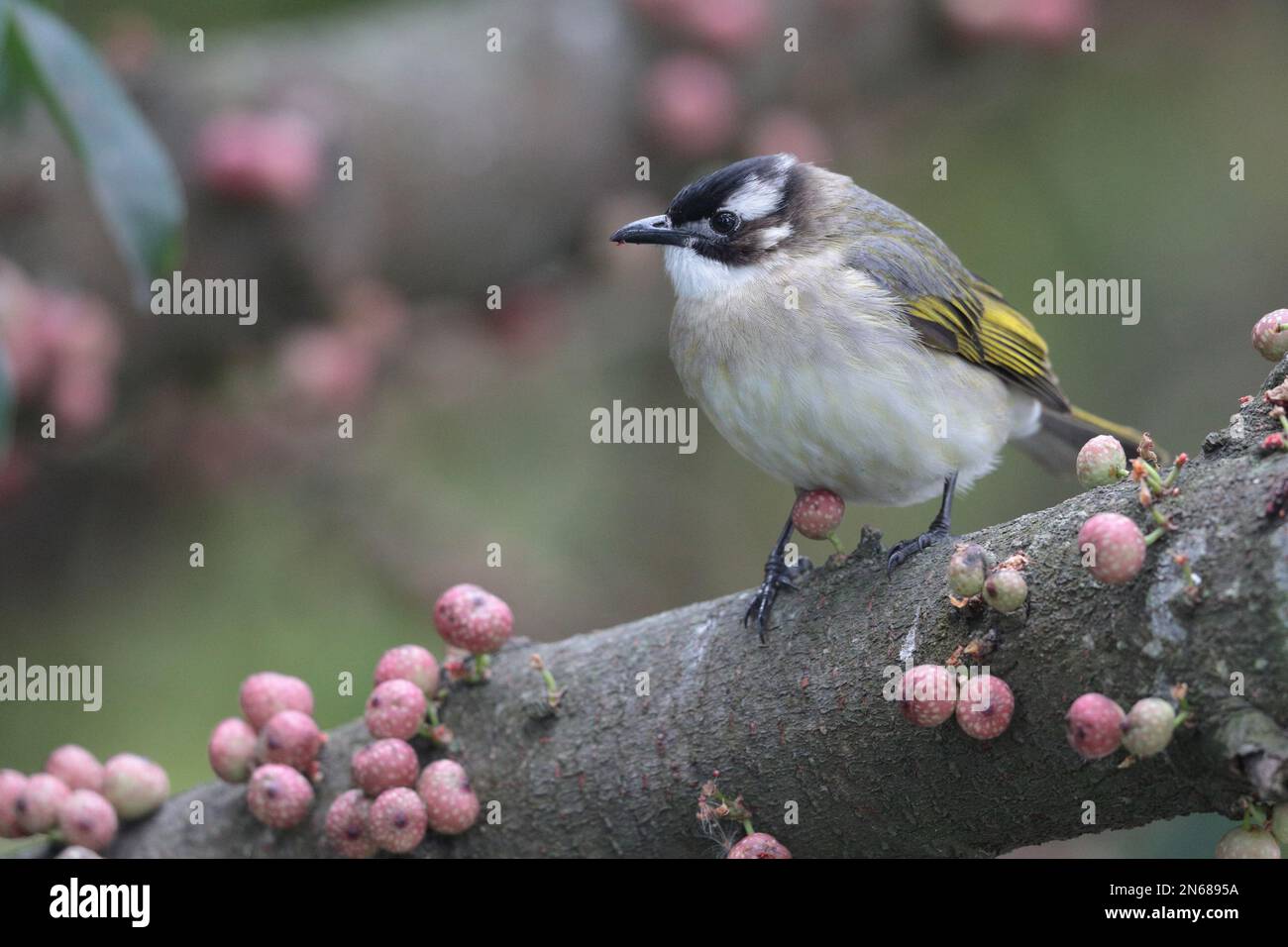 Chinesischer Bulbul (Pycnonotus sinensis), in Superb Fig (Ficus superba) Tree, MPNR, Hongkong 4. Februar 2023 Stockfoto