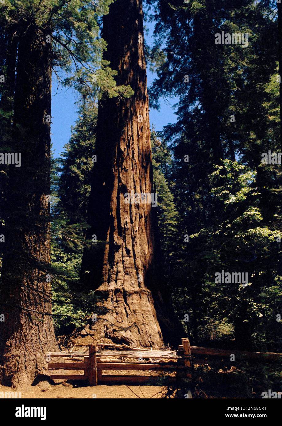 In Calaveras Big Trees State Park, here is the Abraham Lincoln tree ...