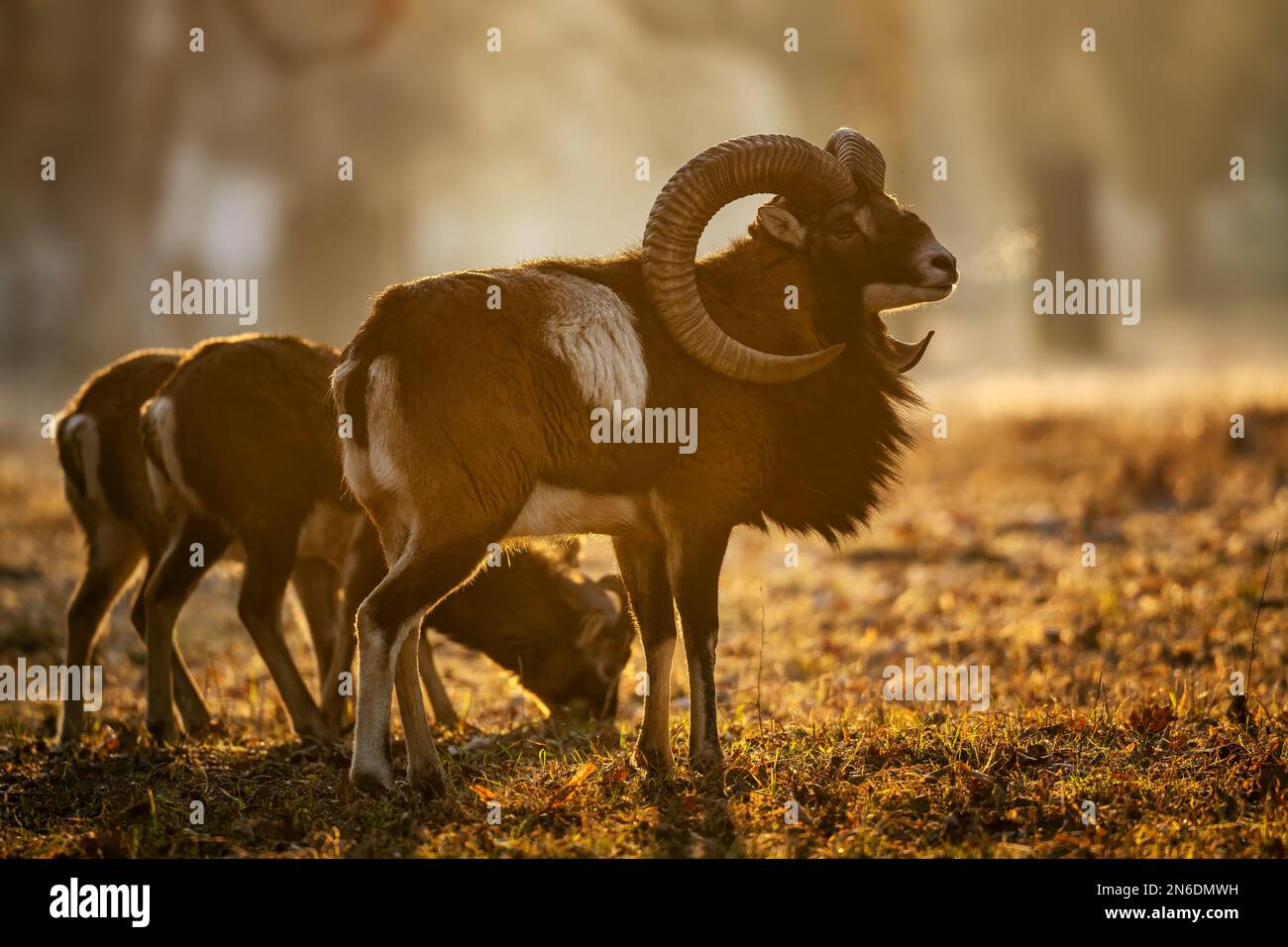 Europäisches Mouflon - Ovis orientalis musimon, wunderschöne primitive Schafe mit langen Hörnern aus europäischen Wäldern und Wäldern, Tschechische Republik. Stockfoto