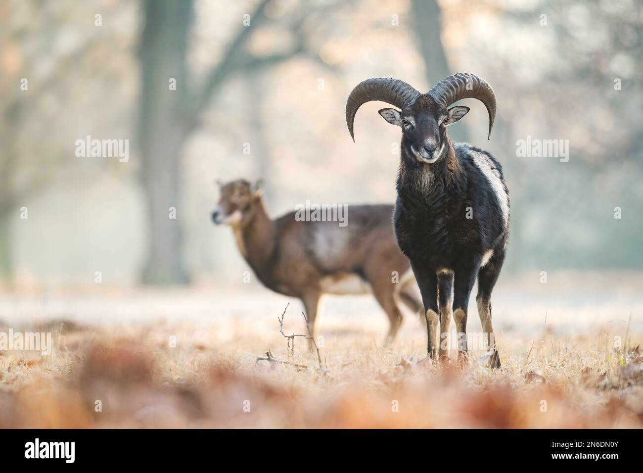 Europäisches Mouflon - Ovis orientalis musimon, wunderschöne primitive Schafe mit langen Hörnern aus europäischen Wäldern und Wäldern, Tschechische Republik. Stockfoto