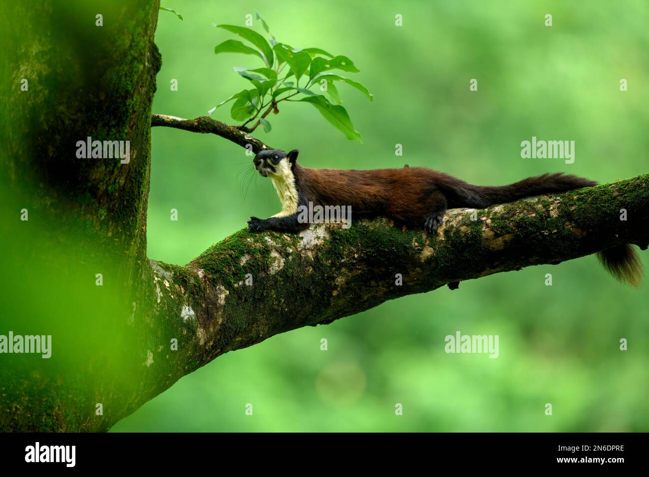 Ein schwarzes Riesenhörnchen oder ein malayanisches Riesenhörnchen (Ratufa bicolor), das auf einem dicken mossartigen Zweig eines Seidenbaums ruht Stockfoto