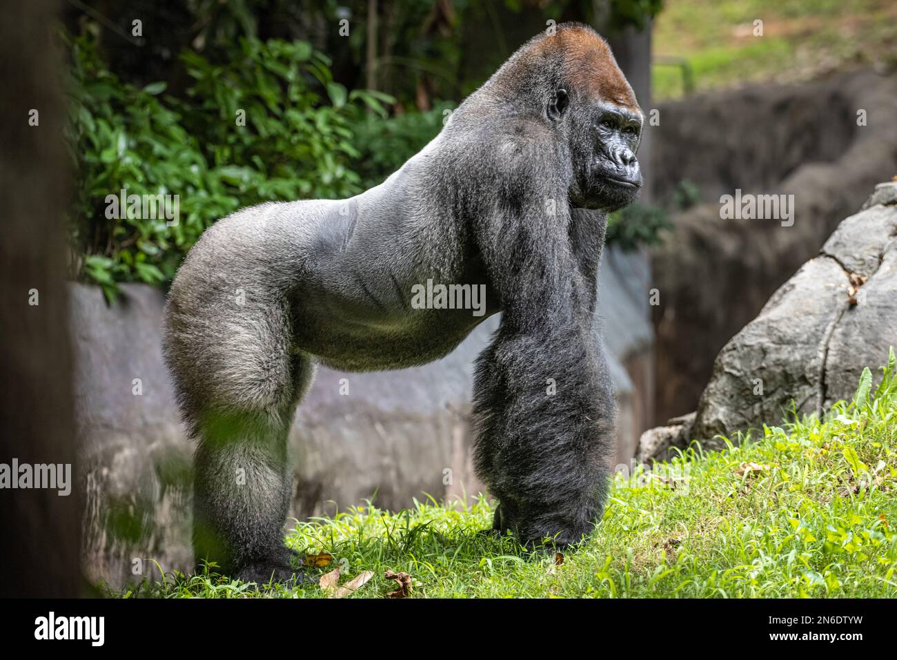 Silverback Western lowland Gorilla im Zoo Atlanta in Atlanta, Georgia. (USA) Stockfoto