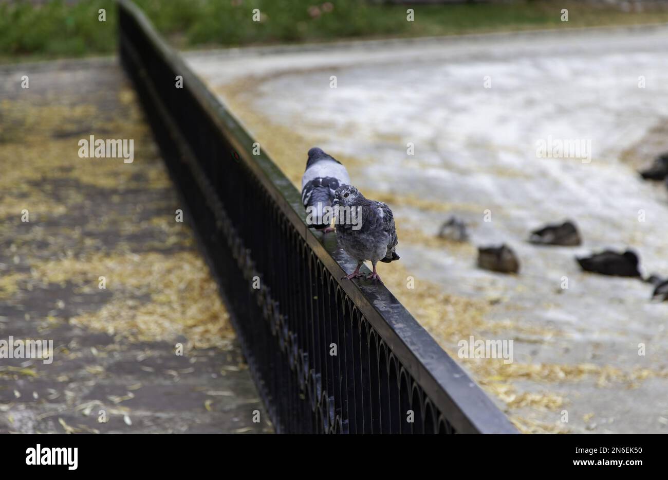 Details der Wildvögel in der Stadt, Fauna Stockfoto