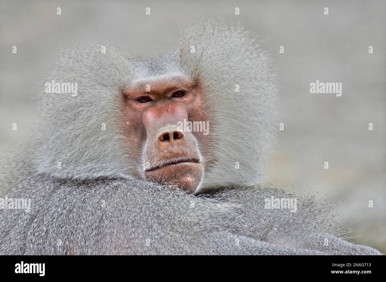 Tierpark hellabrunn munich zoo -Fotos und -Bildmaterial in hoher Auflösung  – Alamy