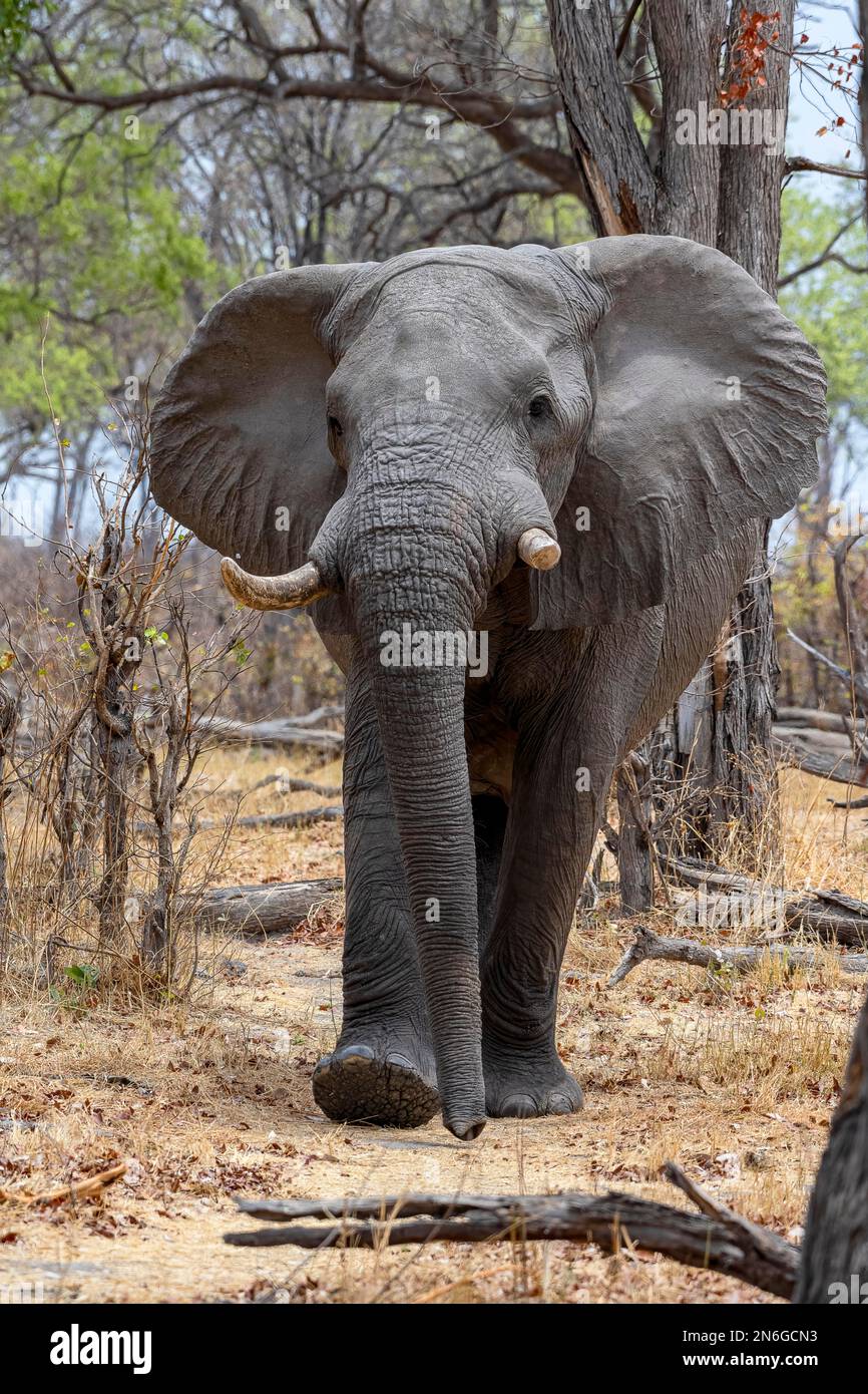 Afrikanischer Elefant (Loxodonta africana), Moremi Game Reserve East, Okavango Delta, Botswana Stockfoto