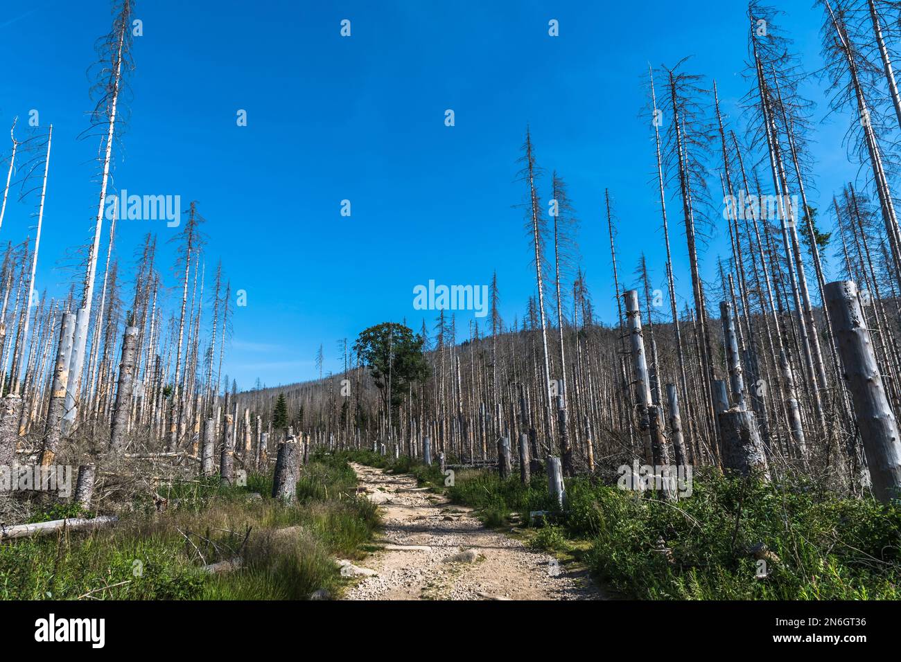 Bäume im deutschen Niedergebirge Harz, die von Rindenkäfern vernichtet werden. Waldrückgang in Deutschland. Steiler Pfad zum Brocken-Berg. Polizist Stockfoto