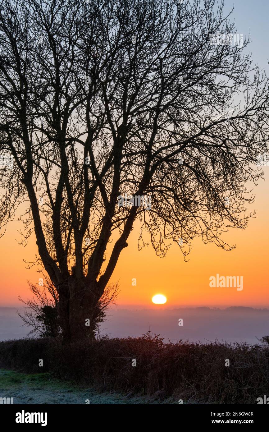 Silhouette des Winterbaums bei Sonnenaufgang in der Nähe von Chadlington, Cotswolds, Oxfordshire. England Stockfoto