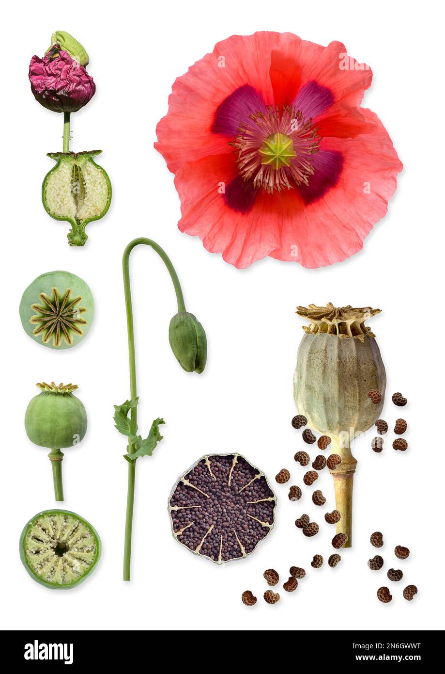 Opiummohn (Papaver somniferum), Knospe, Blume, Samen, Kapsel, Natur, Pflanze, bildhaft, mediterran, Deutschland Stockfoto