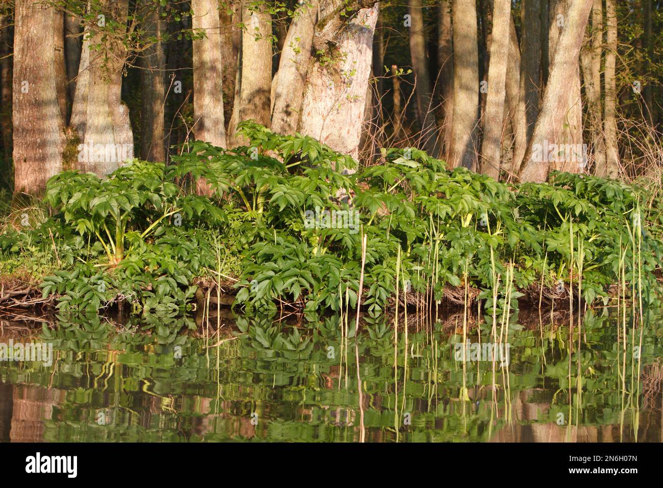 Riesenhuhn (Heracleum mantegazzianum) am Ufer, invasiver Neophyte, Naturpark Peene Valley River Landscape, Mecklenburg-Vorpommern Stockfoto