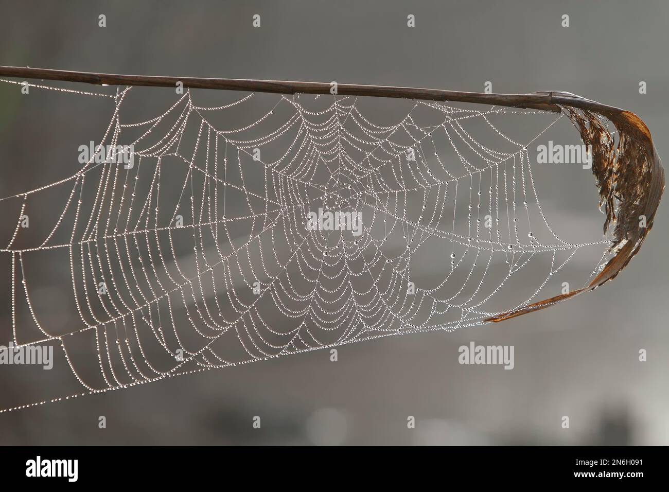Spider's Web auf einem Schilfstiel mit Morgentau, Peene Valley River Landscape Naturpark, Mecklenburg-Vorpommern, Deutschland Stockfoto