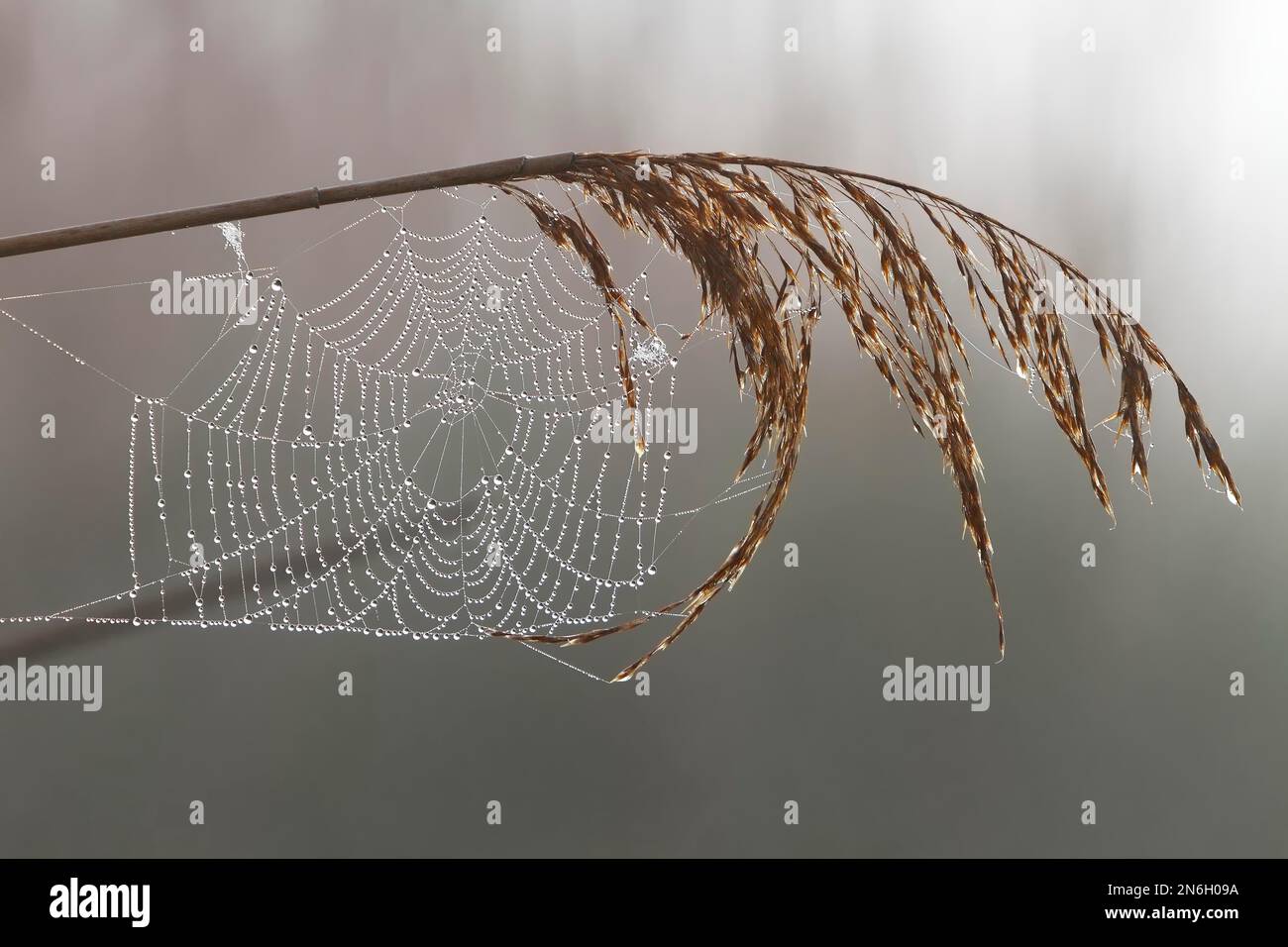 Spider's Web auf einem Schilfstiel mit Morgentau, Peene Valley River Landscape Naturpark, Mecklenburg-Vorpommern, Deutschland Stockfoto