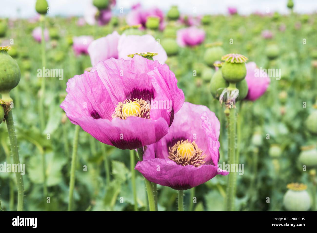 Nahaufnahme von rosa Opiummohnblüten, auch als Brotsamen-Mohn bezeichnet Stockfoto