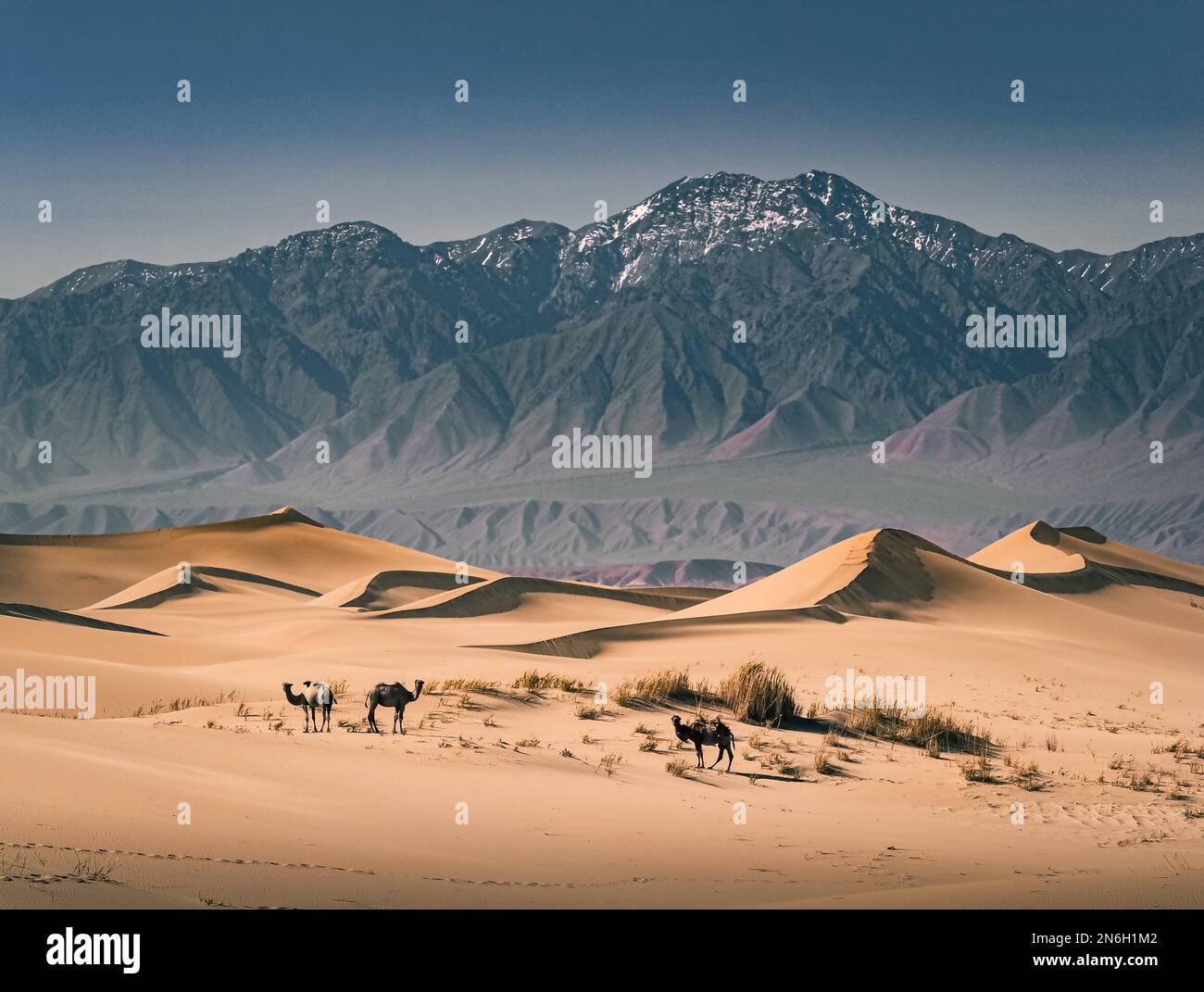 Mount Baga Bogd. Es gibt einige Kamele (Camelus) auf Sand, Bayanhongor Provinz, Mongolei Stockfoto