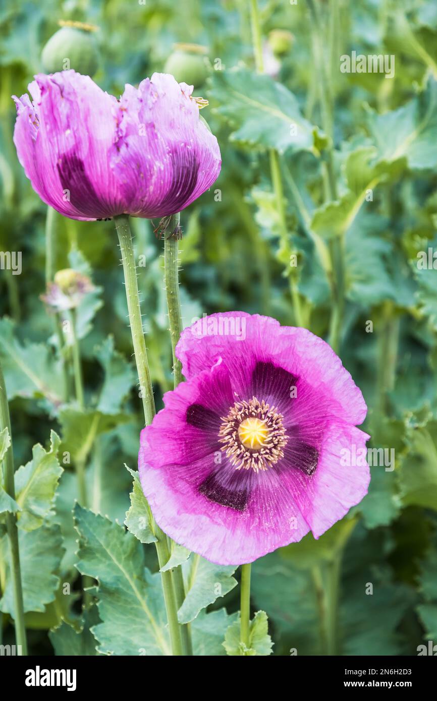 Nahaufnahme von rosa Opiummohnblüten, auch als Brotmohn bezeichnet, vertikal Stockfoto