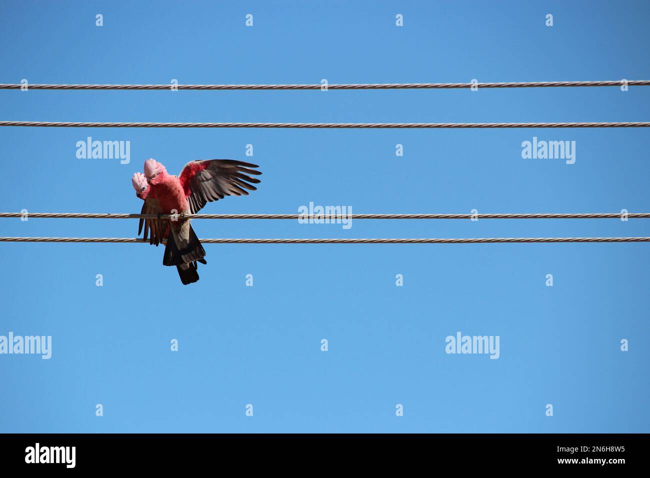 galahs in australien Stockfoto