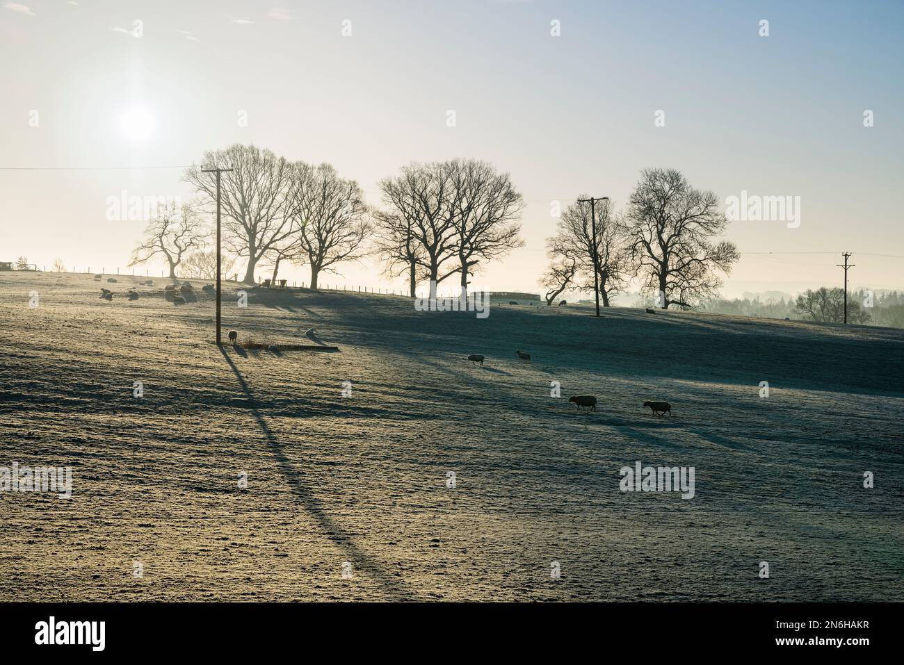 Wintersonnenaufgang über einer Schaffäre in Südwales. Stockfoto