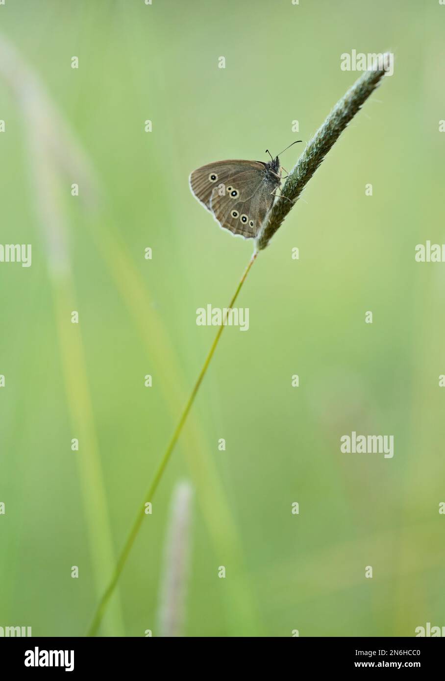 Ringelschmetterling, der an einem sonnigen Tag auf einem grünen Blatt ruht Stockfoto