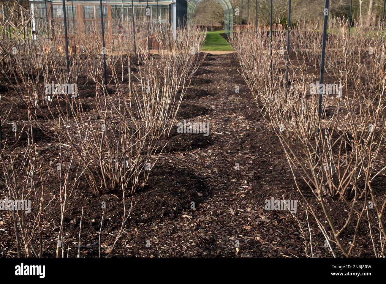 Im Winter wuchsen im wisley surrey england weiche Obstbüsche Stockfoto