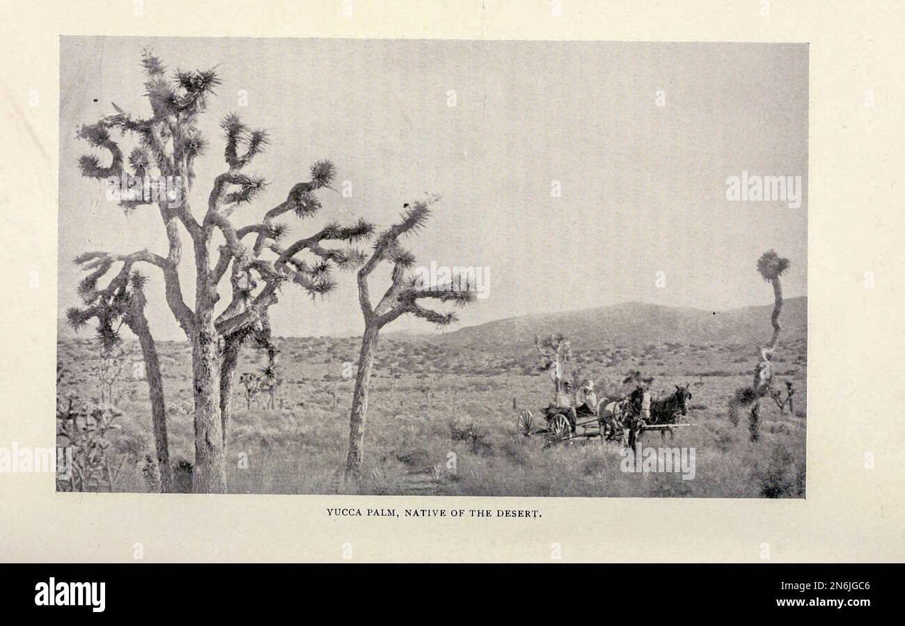 Yucca Palm, Einheimischer in die Wüste aus der BEWÄSSERUNGSVERMESSUNG in KALIFORNIEN. Von Charles Evan Fowler vom Engineering Magazine, DAS DEM INDUSTRIELLEN FORTSCHRITT GEWIDMET ist Band IX April bis September 1895 NEW YORK The Engineering Magazine Co Stockfoto Yucca Palm, Einheimischer in die Wüste aus der BEWÄSSERUNGSVERMESSUNG in KALIFORNIEN. Von Charles Evan Fowler vom Engineering Magazine, DAS DEM INDUSTRIELLEN FORTSCHRITT GEWIDMET ist Band IX April bis September 1895 NEW YORK The Engineering Magazine Co Stockfoto