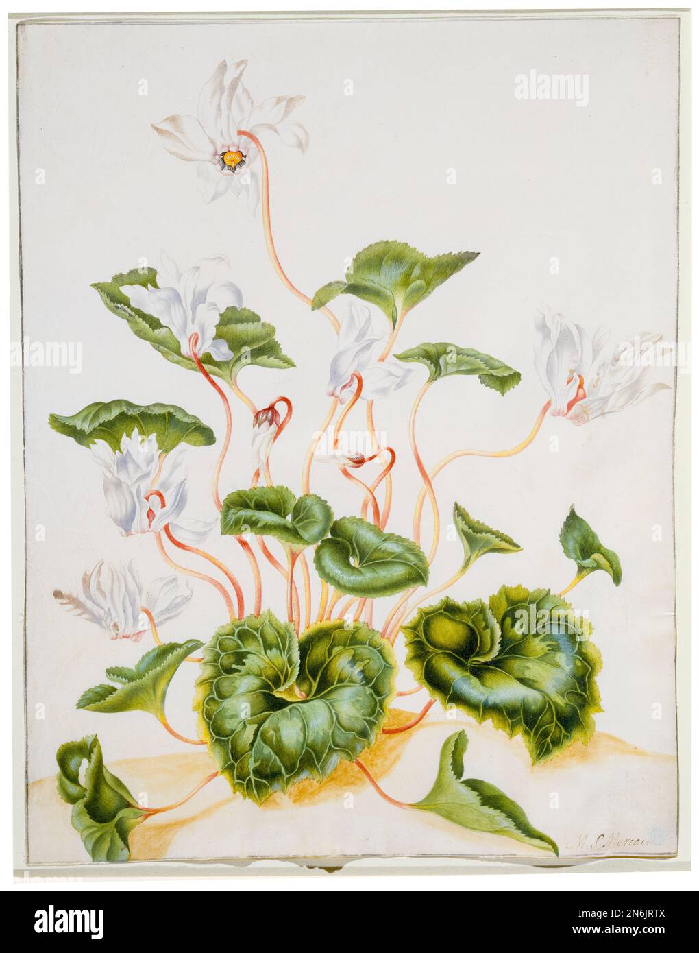 Weißer Zyklame, Aquarell und Gouache mit Holzkohle auf Velinpapier von Maria Sibylla Merian, nach 1691 Stockfoto