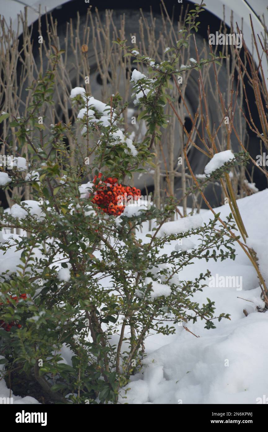 Rote Beerenbüsche im Schnee Stockfoto