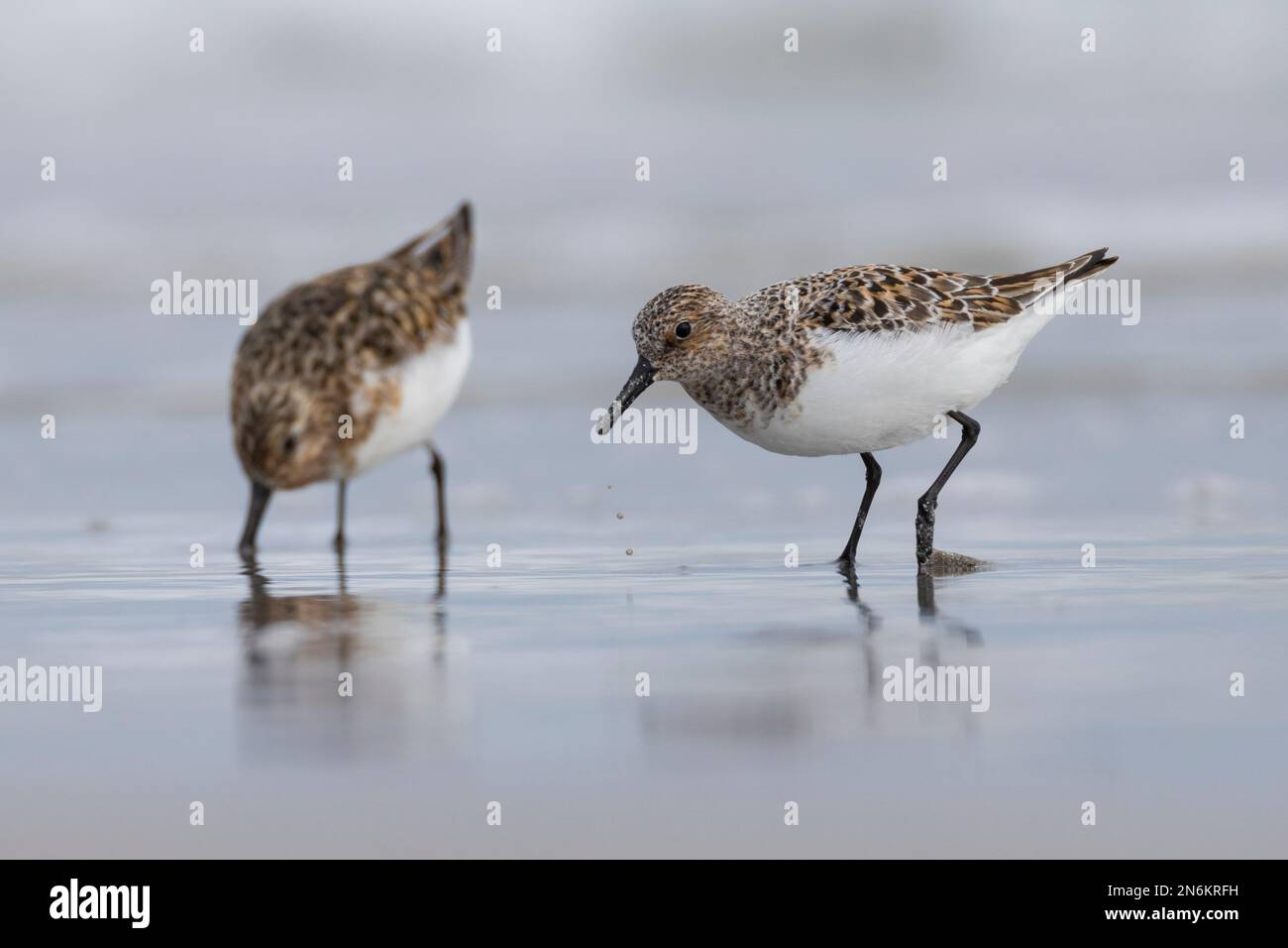 Sanderling, Prachtkleid, Calidris alba, sanderling, Le bécasseau sanderling Stockfoto