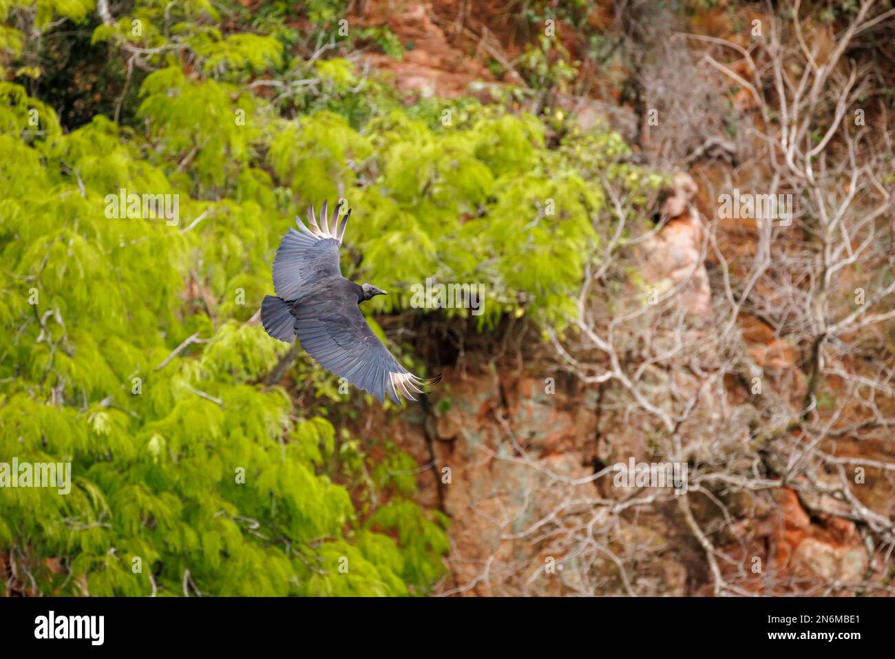 Schwarzgeier (Coragyps atratus) im Flug im Buraco das Araras, einem natürlichen Sinkloch in der Nähe von Jardim, südliches Pantanal, Mato Grosso do Sul, Brasilien Stockfoto