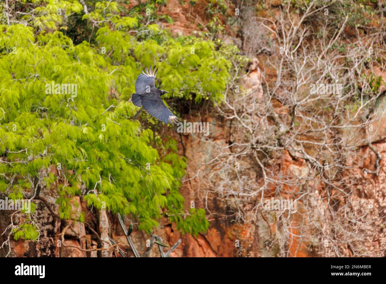 Schwarzgeier (Coragyps atratus) im Flug im Buraco das Araras, einem natürlichen Sinkloch in der Nähe von Jardim, südliches Pantanal, Mato Grosso do Sul, Brasilien Stockfoto