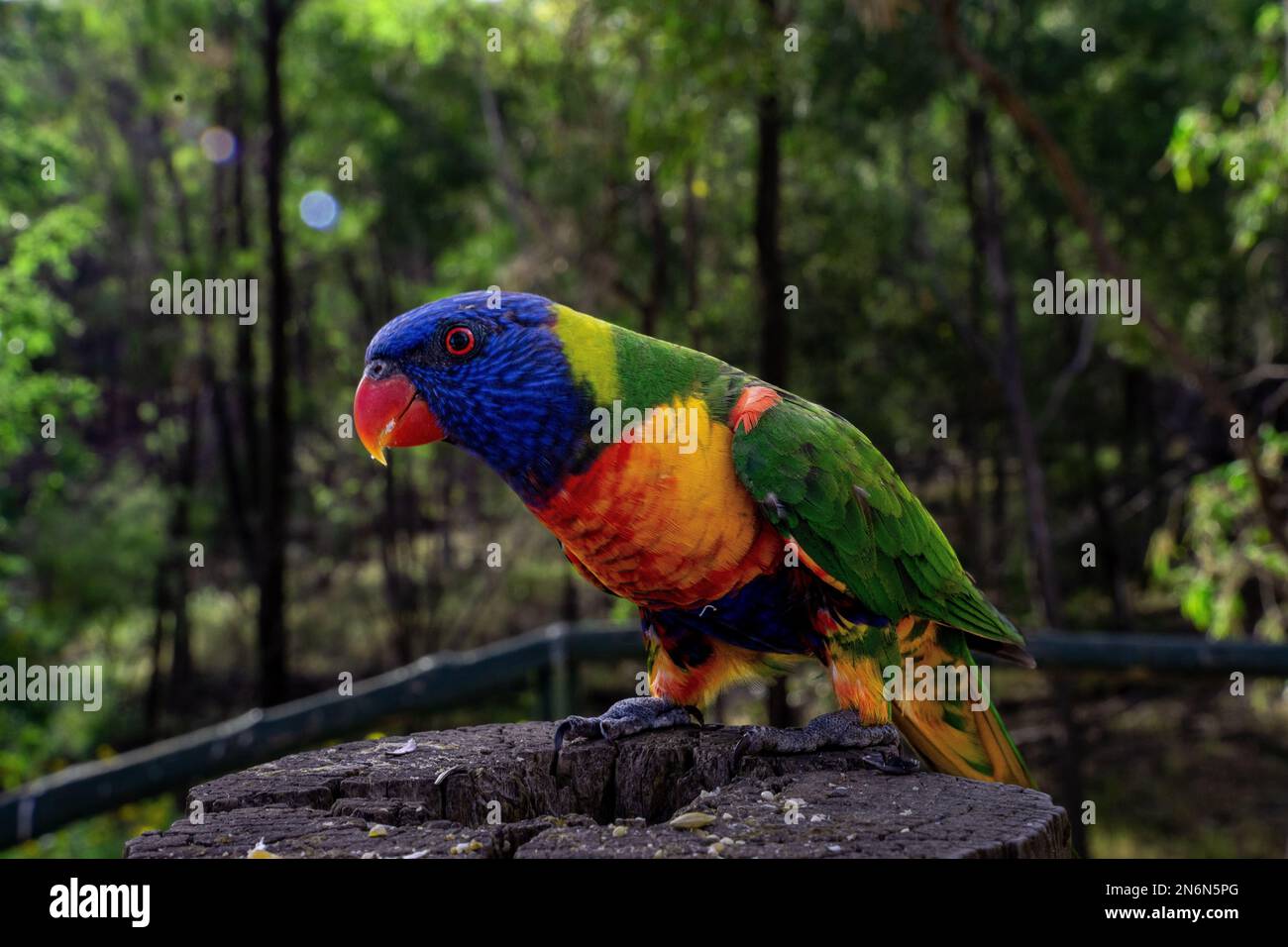 Trichoglossus rubiginosus Fotos und Bildmaterial in hoher Auflösung