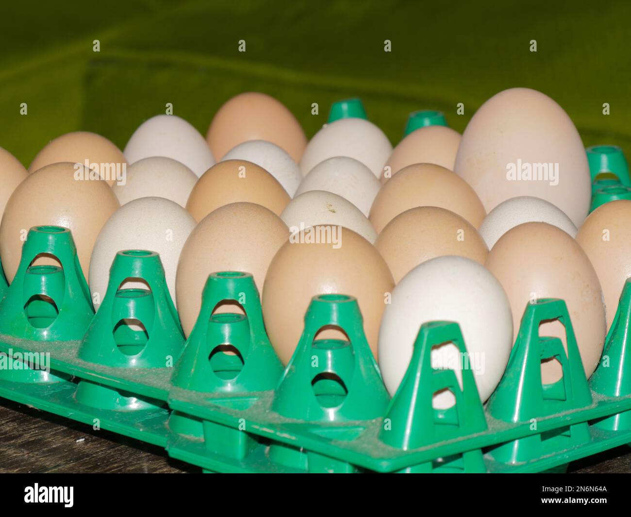Ein Tablett mit befruchteten einheimischen Hühnereiern Stockfoto