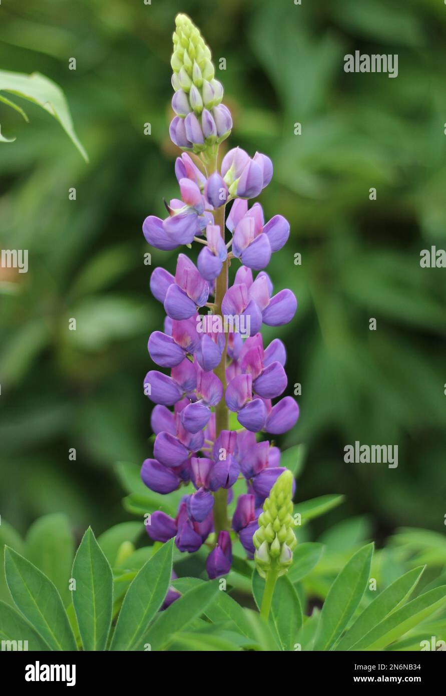 Lupinenblume in wunderschönen violetten 13.02.2023 Bialystok Polen. Fabelhafte Lupinenblume im Sommergarten. Stockfoto