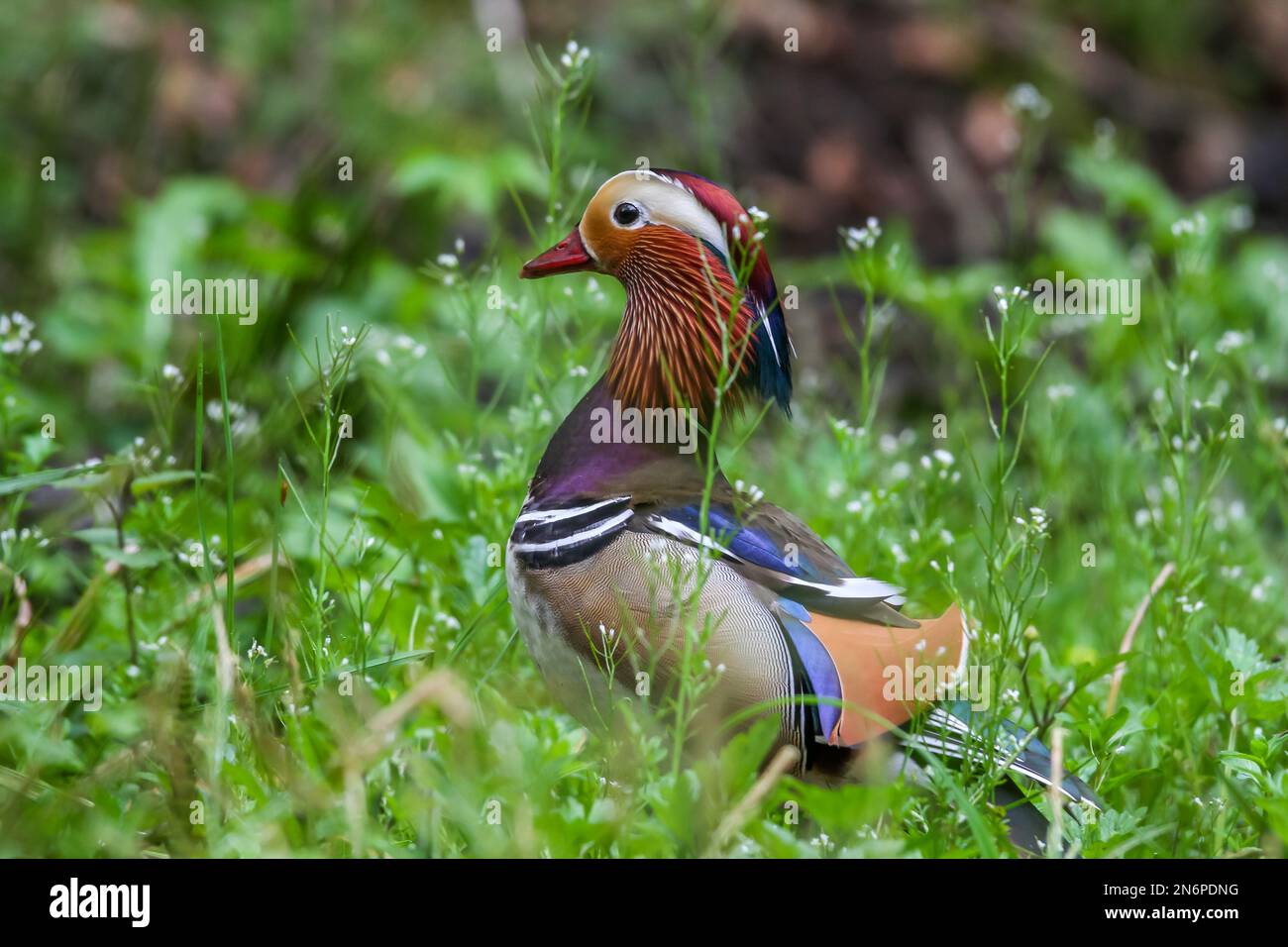 Eine wunderschöne Mandarinenente (Aix galericulata), die im grünen Feld auf dem verschwommenen Hintergrund ruht Stockfoto
