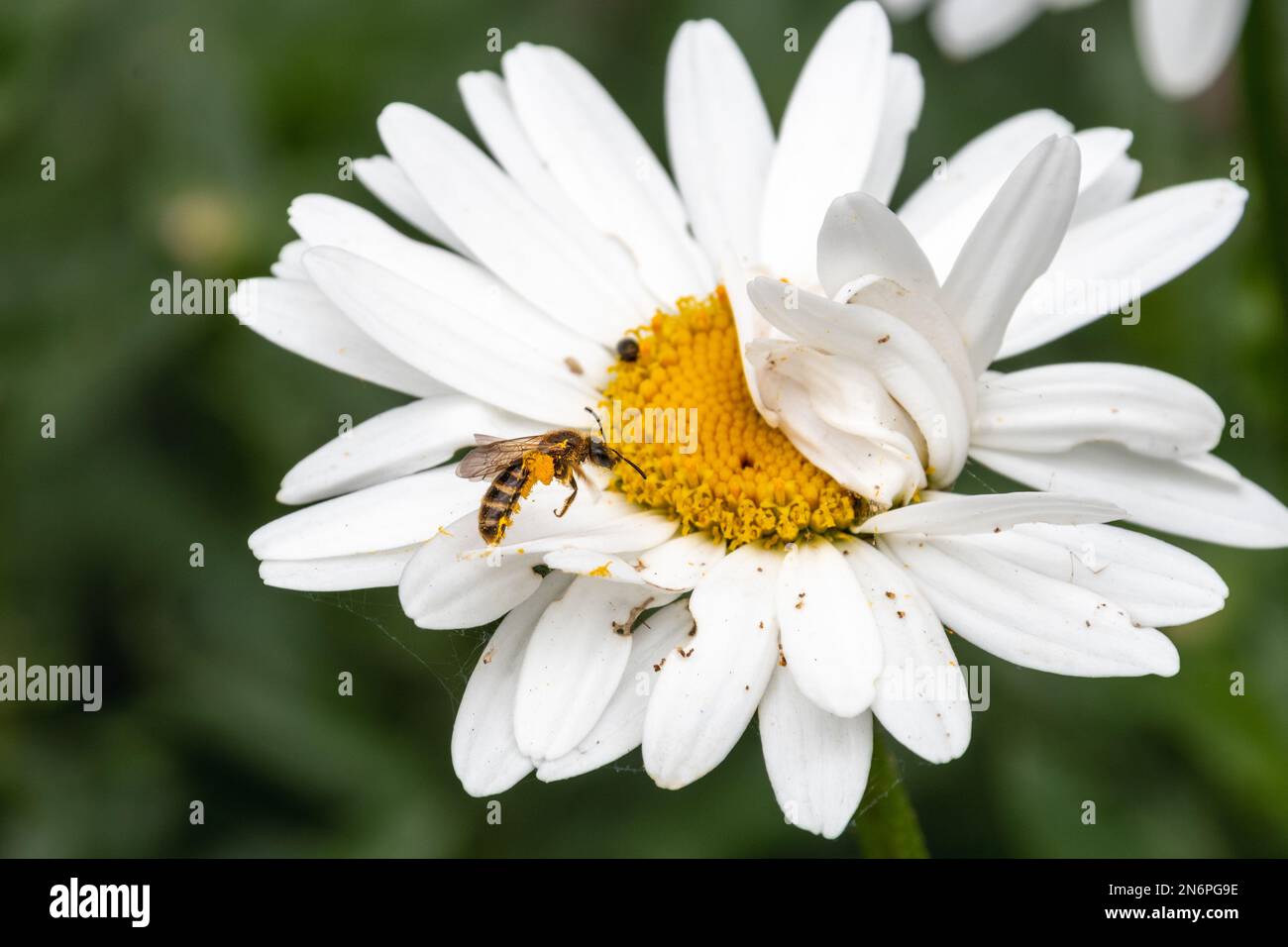 Ein großer wilder Blütenkopf, Leucanthemum sp., mit einer kleinen Einzelbiene des Lasioglossum sp., möglicherweise Lasioglossum calceatum, die sich auf Flügel t nähert Stockfoto