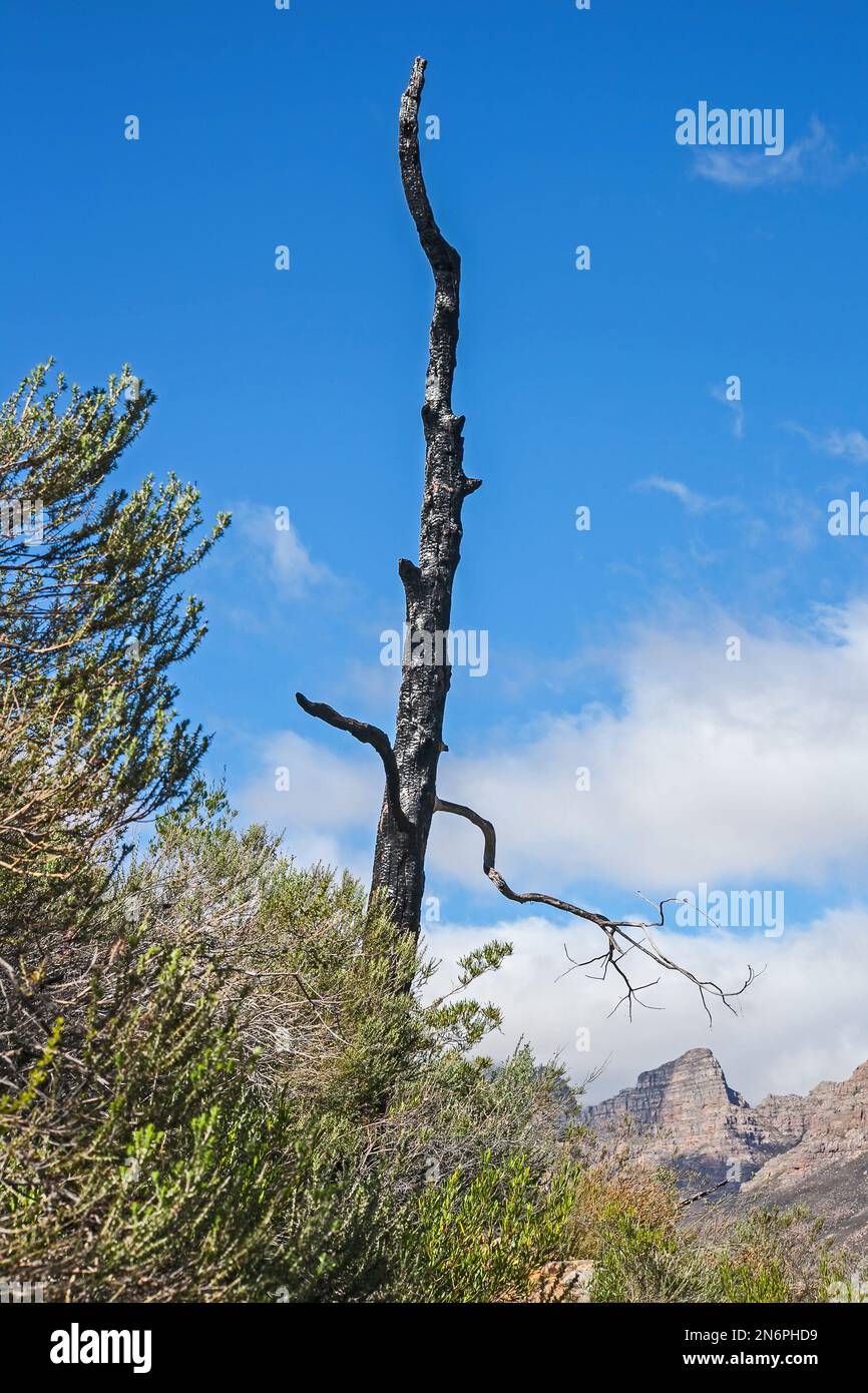 Die verbrannten Überreste eines Clanwillianischen Zeders (Widdringtonia cadarbergensis) sind eine deutliche Erinnerung an ein jüngstes Waldfeuer Stockfoto