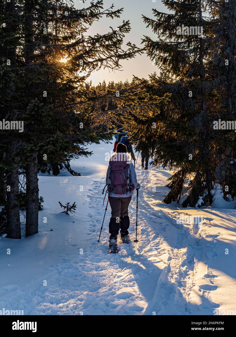 Junge Frau mit Rucksack und Wanderstöcken Schneeschuhwandern in einem Pinienwald während des goldenen Sonnenuntergangs Stockfoto