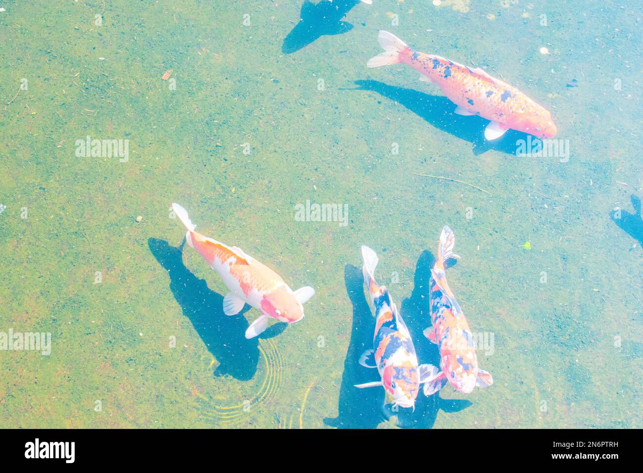 Karpfenfisch oder Koi-Fisch, der in einem Teich schwimmt. Stockfoto