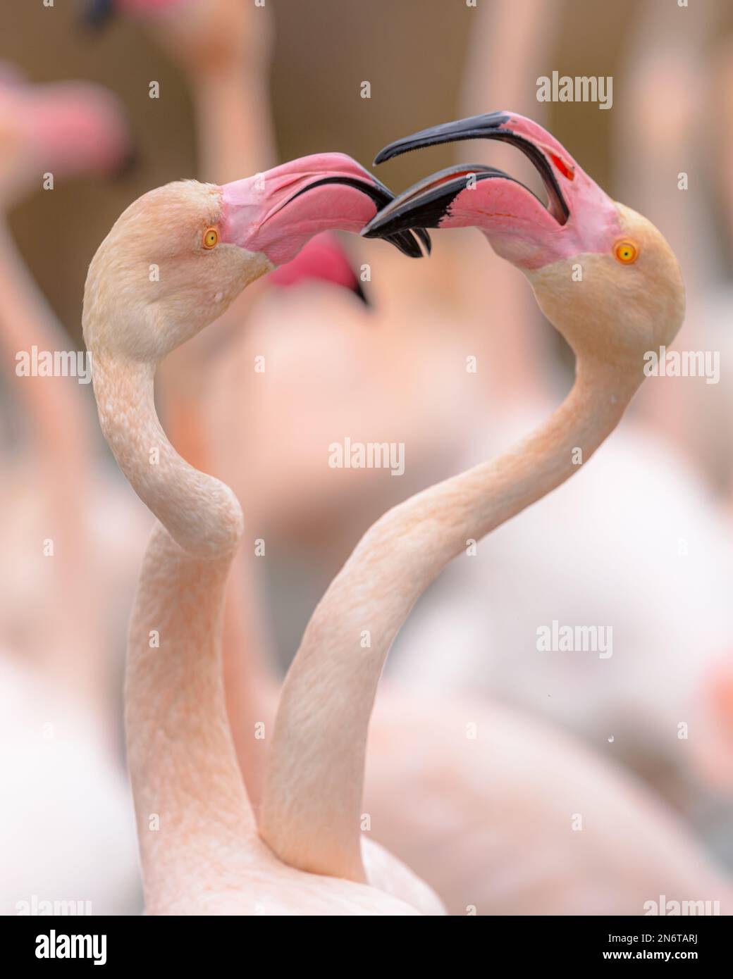 Der größere Flamingo (Phoenicopterus roseus) ist die am weitesten verbreitete und größte Art der Flamingo-Familie. Eine Gruppe von Brüdern ruht im Wasser in Camague Stockfoto