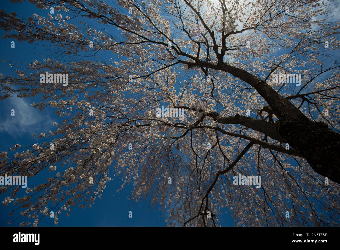 Das Kirschblütenfest in Sendai, Japan, ist eines der berühmtesten. Es gibt viele farbenfrohe Tulpen mit Blick auf den Schneeberg und die Kirsche Stockfoto