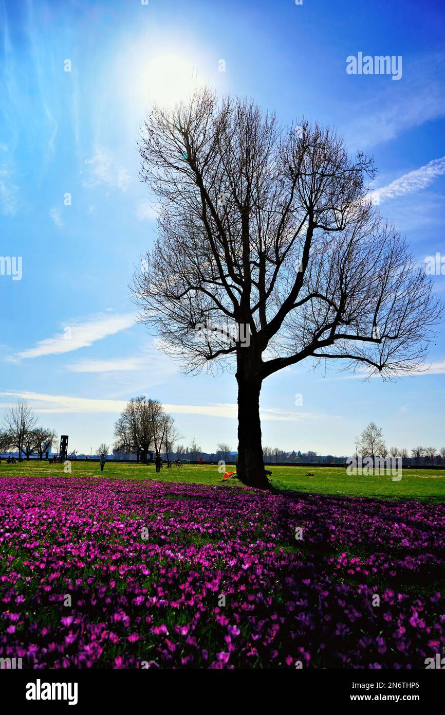 Frühlingslandschaft mit violetten Krokusblüten im Rheinpark im Rheinviertel Golzheim in Düsseldorf. Stockfoto
