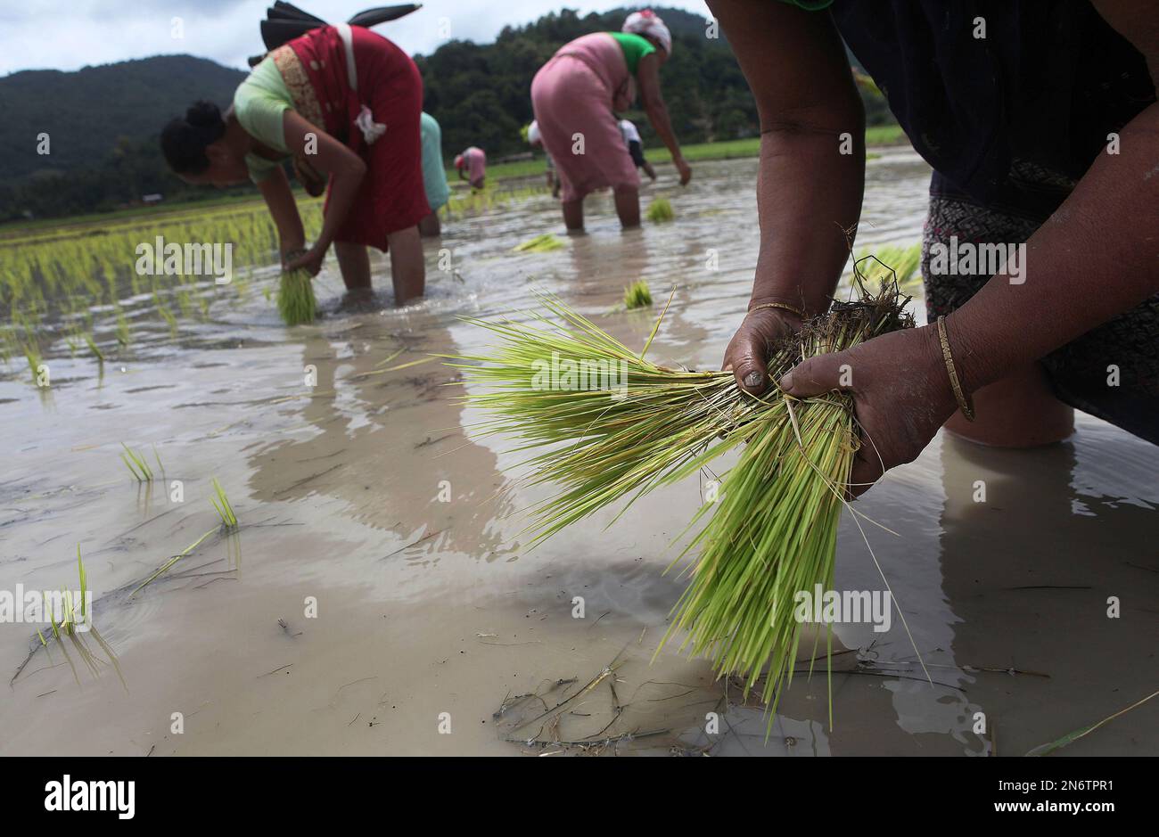 Indian Agriculture Laborers Replant Paddy Saplings On The Outskirts Of indian-agriculture-laborers-replant-paddy-saplings-on-the-outskirts-of