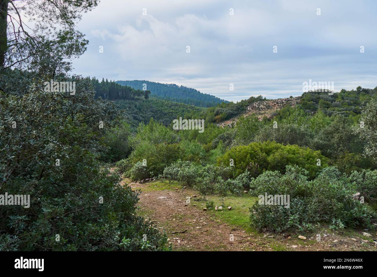 Bäume in einem marokkanischen Dschungel Stockfoto