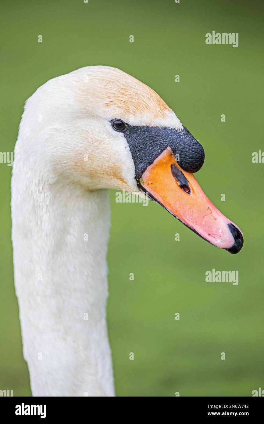 Mute Swan, Cromford Canal, Derbyshire Stockfoto