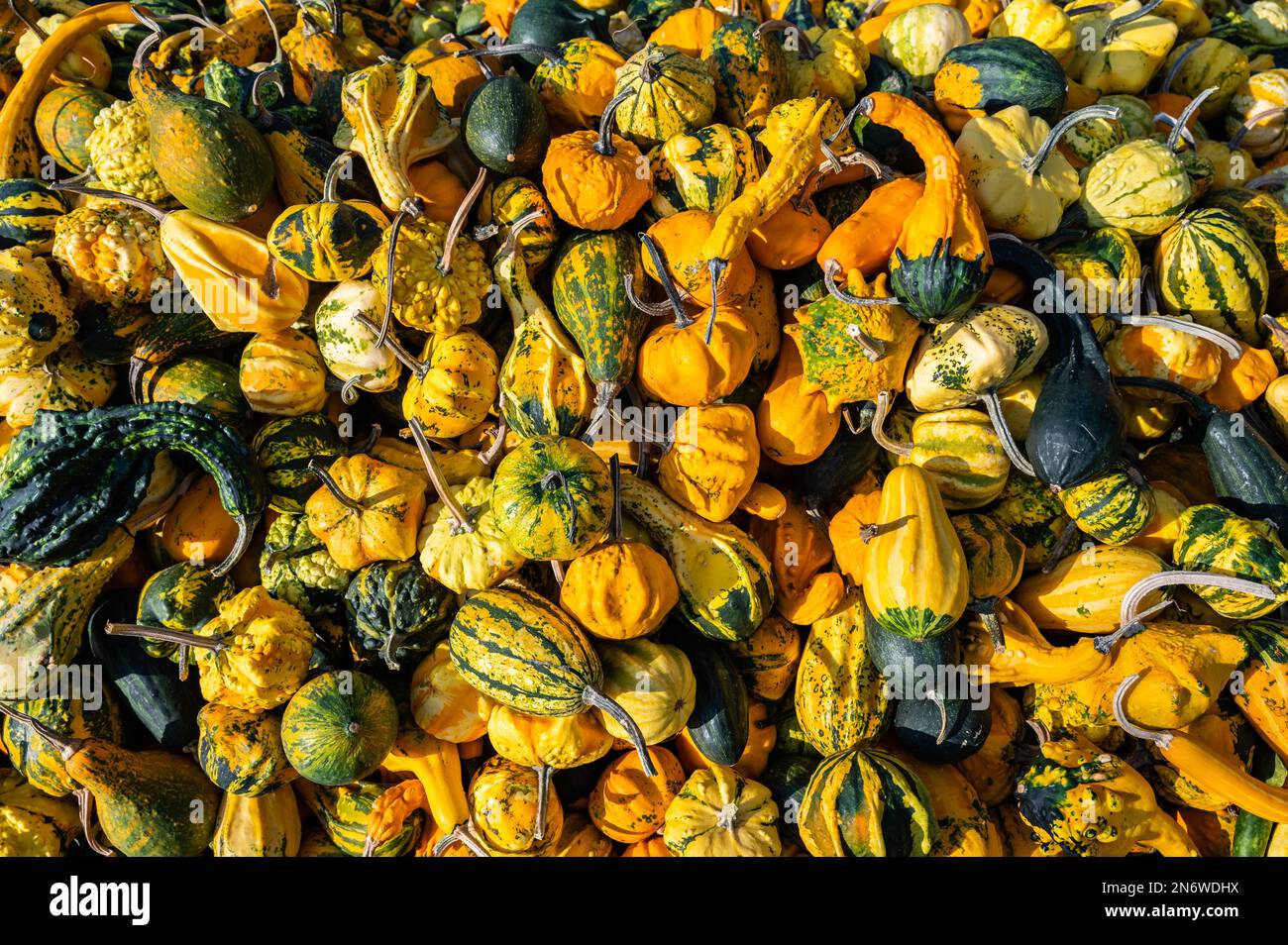 Kürbis Zierrippen Hintergrund, viele verschiedene Farben kleine Kürbisse liegen im oktober übereinander Stockfoto