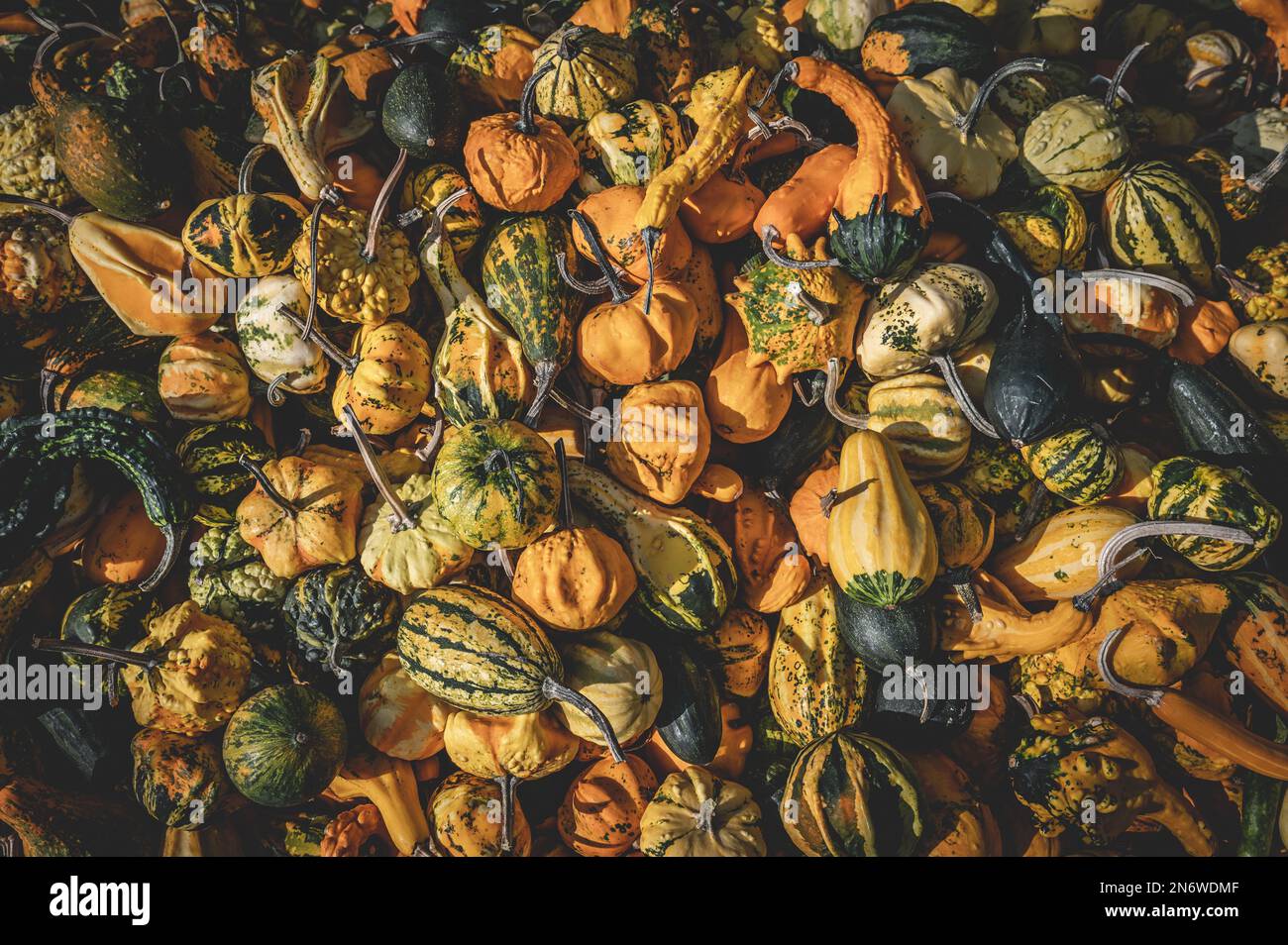 Kürbis Zierrippen Hintergrund, viele verschiedene Farben kleine Kürbisse liegen im oktober übereinander Stockfoto