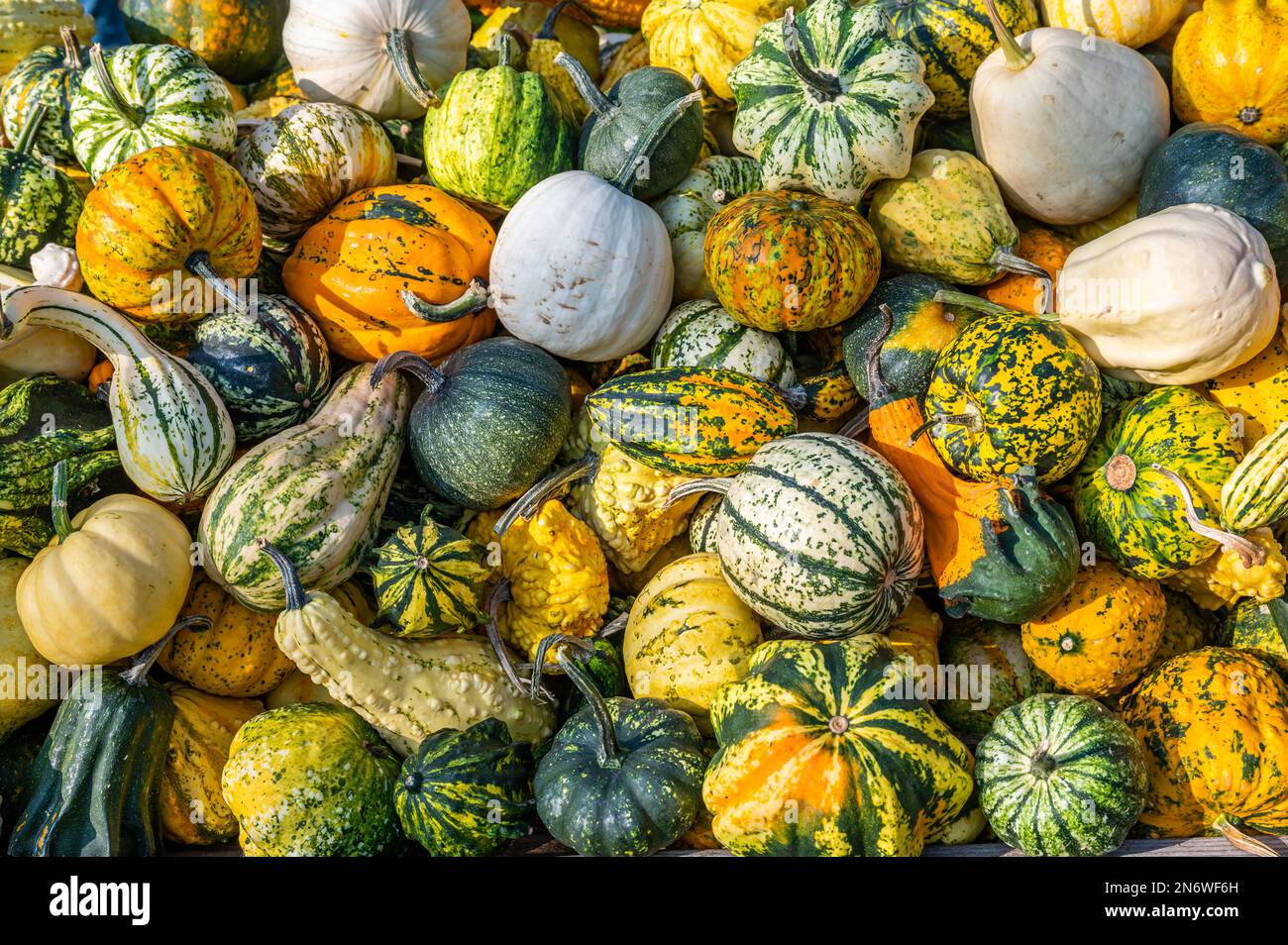Kürbis Zierrippen Hintergrund, viele verschiedene Farben kleine Kürbisse liegen im oktober übereinander Stockfoto