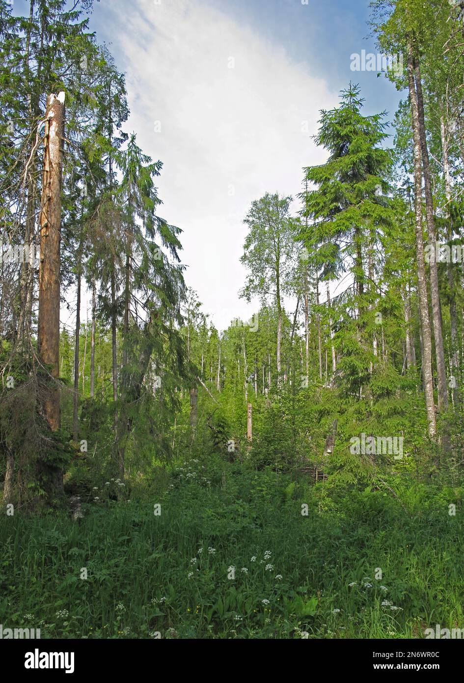 Rodung in Mischwäldern Alutaguse, Estland Juni Stockfoto