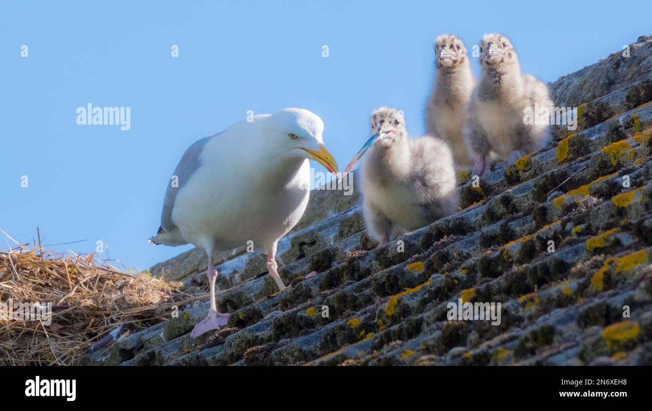 Hering-Möwen, die Küken auf einem Dach füttern Stockfoto